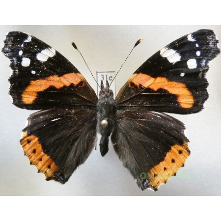 Vanessa atalanta (Linnaeus, 1758) Poland31e